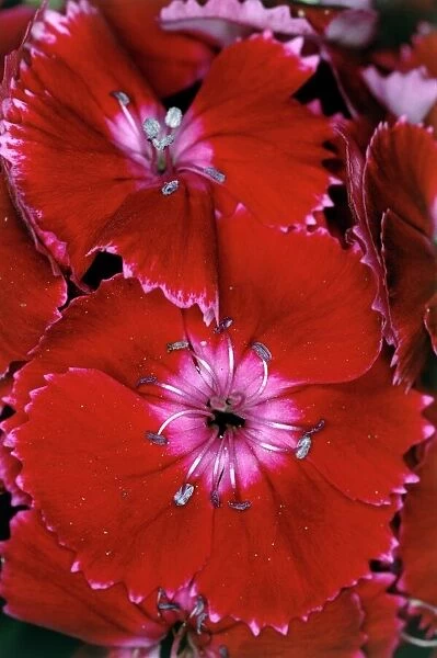 Sweet William (Dianthus barbatus) flowers