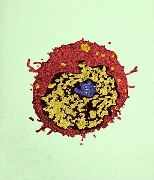 T-lymphocyte, TEM