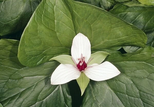 Trillium cernuum x erectum flower