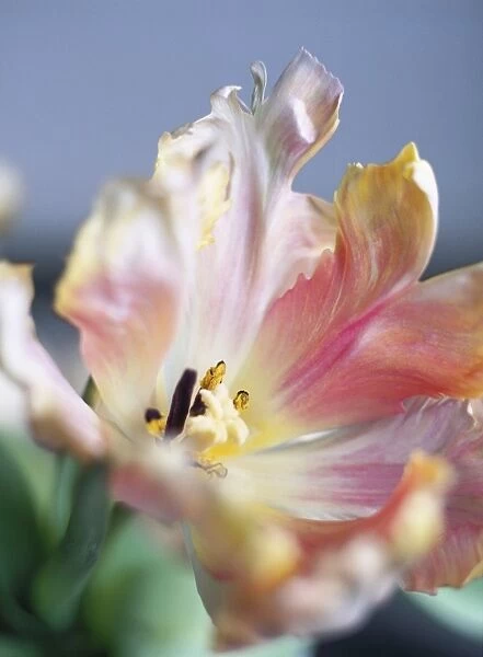 Tulip flower (Tulipa sp. )