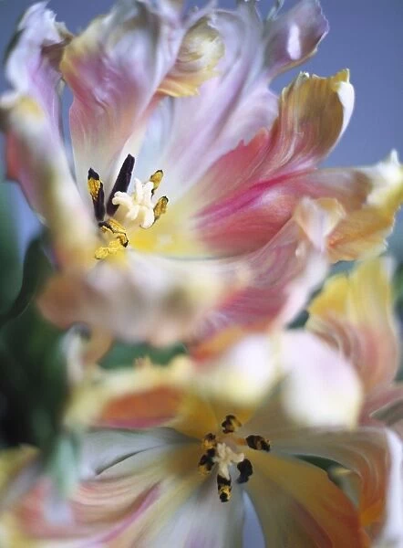 Tulip flowers (Tulipa sp. )