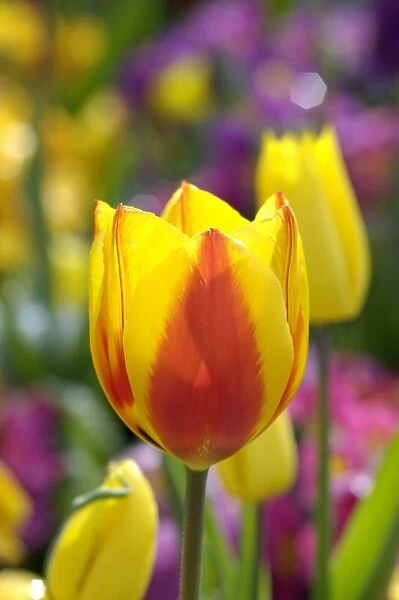 Tulip (Tulipa sp. )