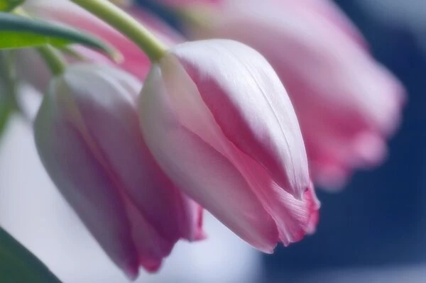 Tulips (Tulipa hybrid)