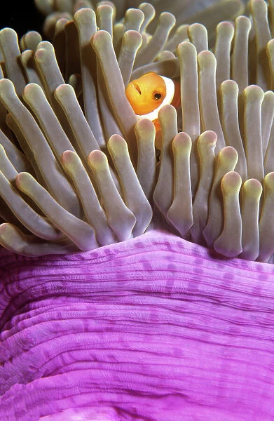 Twoband anemonefish (Amphiprion bicinctus) in sea anemone on a coral reef