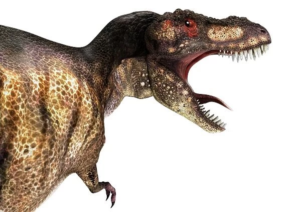 Tyrannosaurus rex, artwork