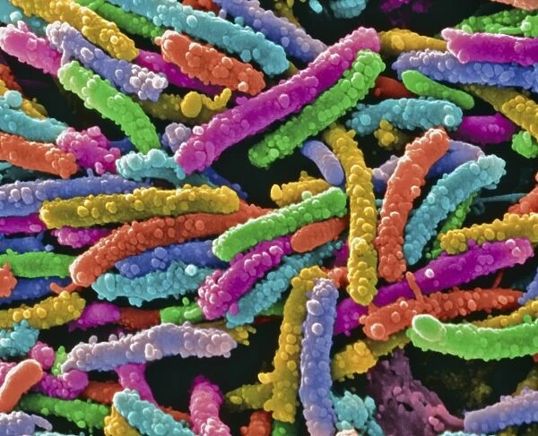 Unidentified rod-shaped bacteria