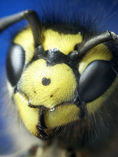 Wasp head. Close-up of the head of a European wasp 