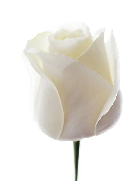White rose (Rosa sp. )
