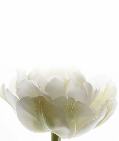 White tulip (Tulipa sp. )