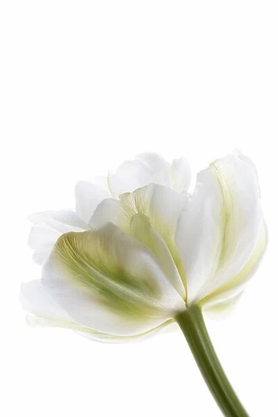 White tulip (Tulipa sp. )