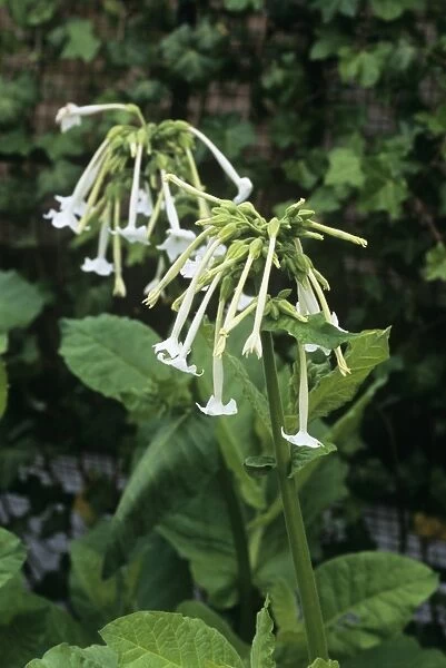 Woodland tobacco (Nicotiana sylvestris)