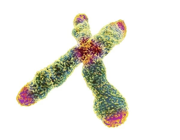 X chromosome, centromere and telomeres