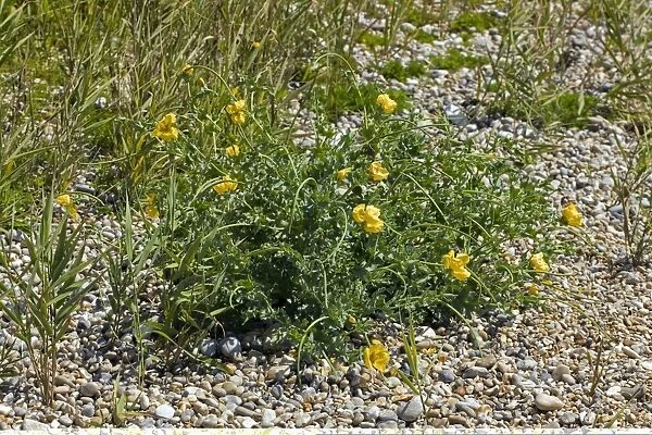 Yellow Horned Poppy (Glaucium flavum) C013  /  5474