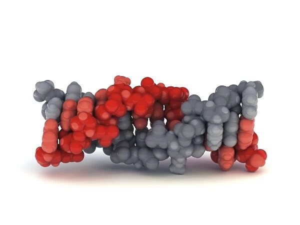 Z-DNA molecule