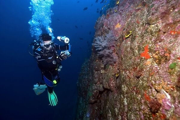 Diver photographs black coral, Anthipataria sp. St. Peter and St. Pauls rocks, Brazil, Atlantic