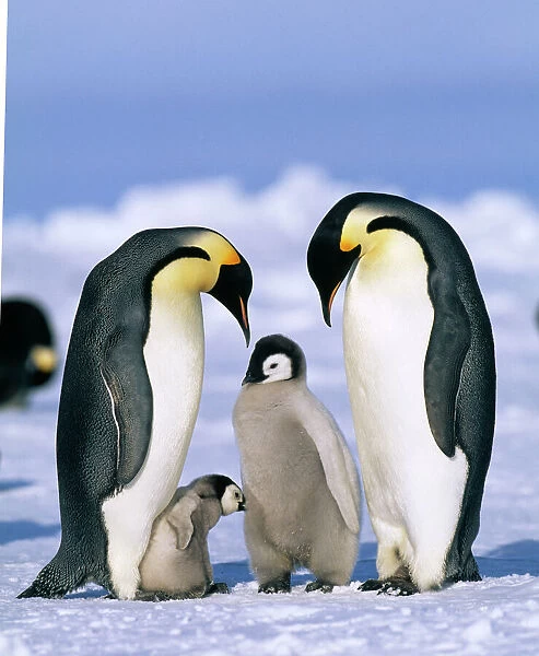 Emperor Penguin, Aptenodytes forsteri, , Weddell Sea, Antarctica