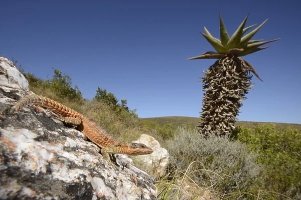 Cape Girdled Lizard (Cordylus cordylus) adult, resting on rock in habitat, Western Cape, South Africa, February