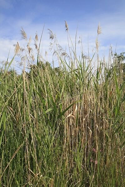 Common Reed (Phragmites australis) reedbed habitat, Little Ouse Headwaters Project, Hinderclay Fen, Hinderclay, Little Ouse Valley, Suffolk, England, june