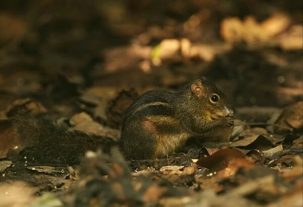 Indochinese Ground Squirrel (Menetes berdmorei) adult, feeding on forest floor, Kaeng Krachan N. P. Thailand, november
