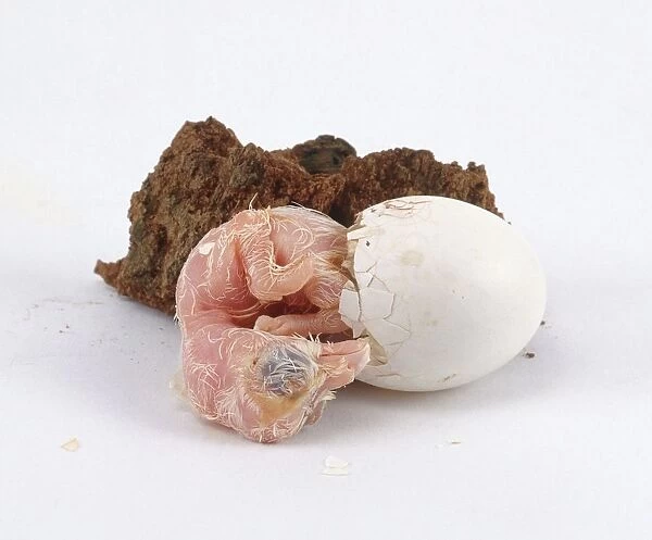 Barn owl (Tyto alba) hatched from egg
