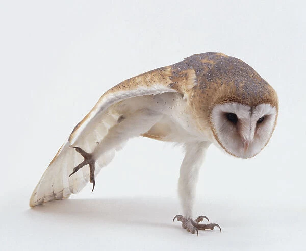Barn owl (Tyto alba) stretching