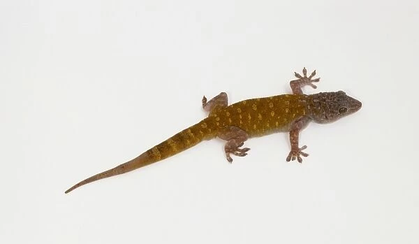 Common house gecko (Hemidactylus frenatus), female, view from above