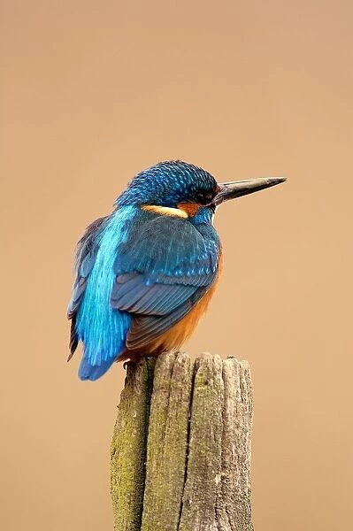 Common Kingfisher. Alcedo Atthis. Europe. Italy. Lazio. Riserva Naturale Regionale Nazzano. Tevere-farfa