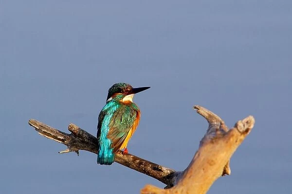 Common Kingfisher. Alcedo Atthis. Europe. Italy. Lazio. Circeo National Park