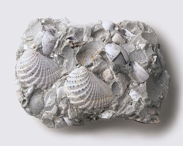 Fossilised shells of the brooch clam, Myophorella elisae, set in sandstone. THey flourished in the deep seas of the mEsozoic era