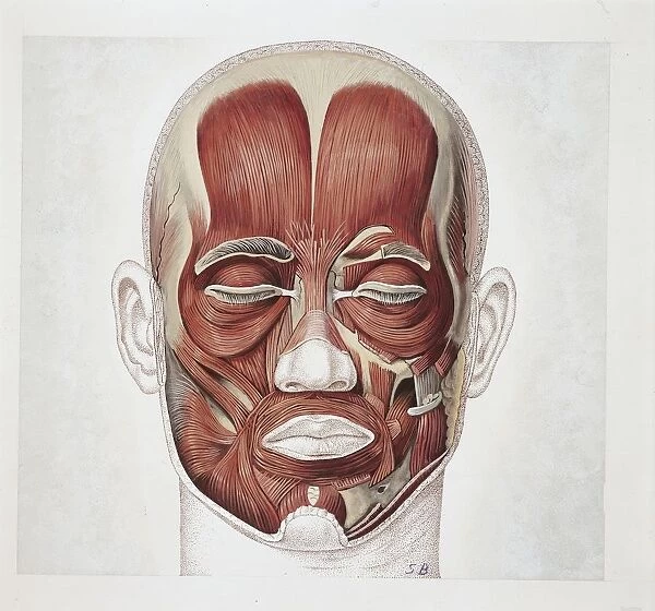 Illustration of human face muscles