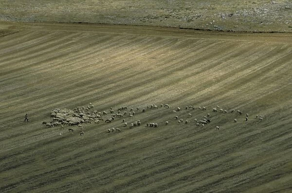 Italy. Puglia. Flock of Sheep