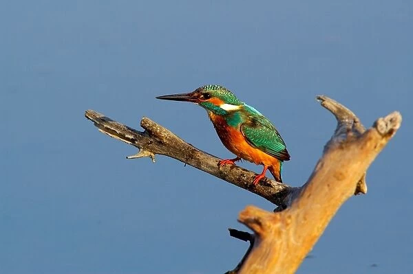 Kingfisher. Alcedo Atthis. Europe. Italy. Lazio. Circeo National Park