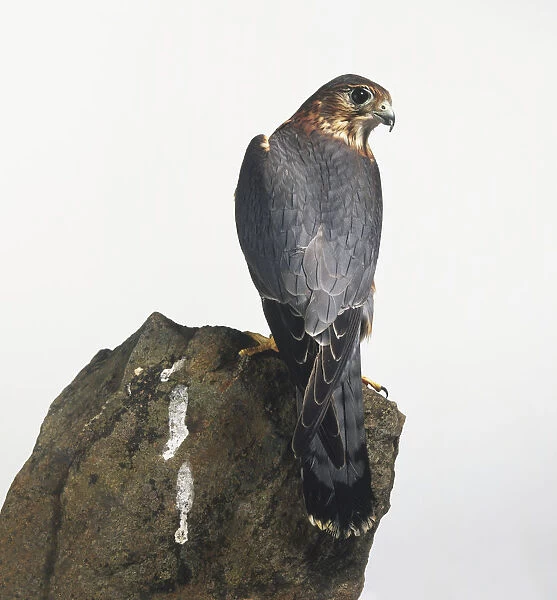 Merlin (Falco columbarius), rear view