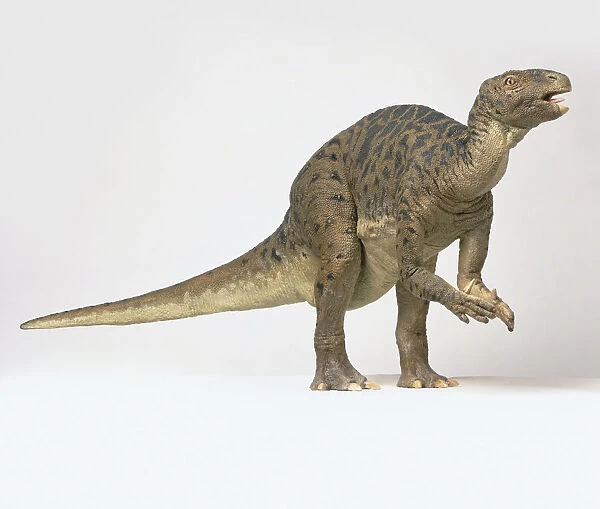 Model of Iguanodon dinosaur