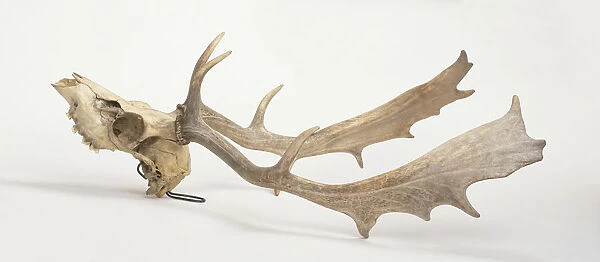 Skull and antlers of Fallow deer (Dama dama), side view
