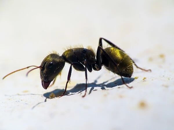 Ant Macro. macro photography Ant eating crumbs