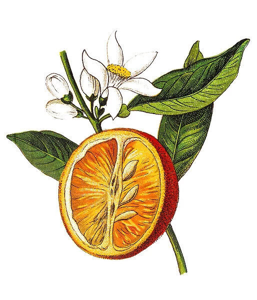 Citrus aurantium (Bitter orange, Seville orange, sour orange, bigarade orange, marmalade orange) (Citrus vulgaris)