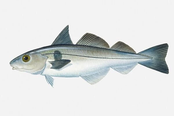 Illustration of North Atlantic Haddock (Melanogrammus aeglefinus) fish