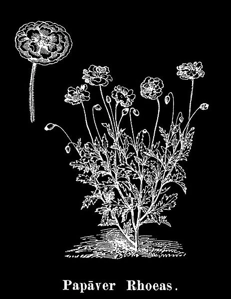 Old engraved illustration of Botany, common poppy, corn poppy, corn rose, field poppy, Flanders poppy, and red poppy