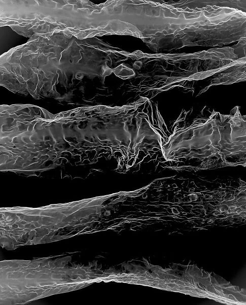 Seaweed sea belt (Laminaria saccharina), X-ray
