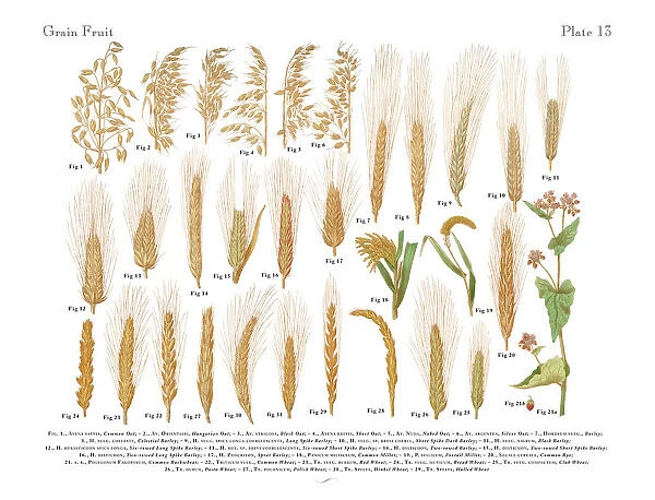 Wheat, Rice and Grains, Victorian Botanical Illustration