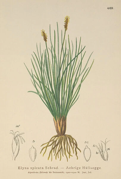 Bellardis bog sedge (Kobresia myosuroides, Elyna myosuroides, Kobresia bellardii