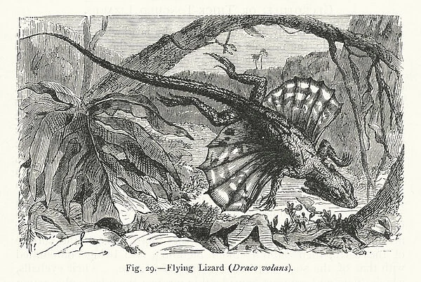 Flying Lizard, Draco volans (engraving)