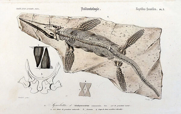 The Ichthyosaur from the Universal Dictionary of Natural History, 1860