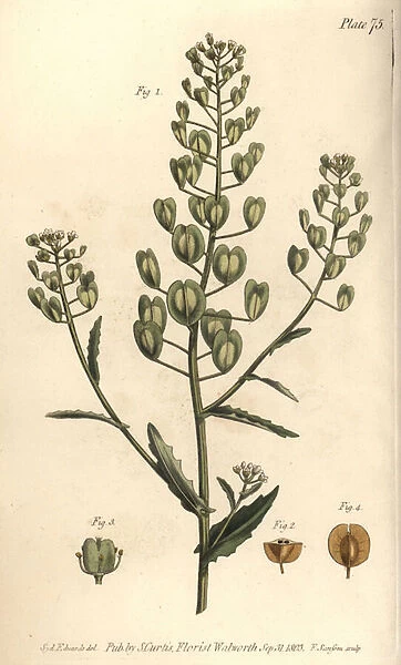 Pennycress, Thlaspi arvense, Siliculosa. Handcoloured copperplate engraving by F. Sansom of a botanical illustration by Sydenham Edwards for William Curtis Lectures on Botany, as delivered in the Botanic Garden at Lambeth, 1805