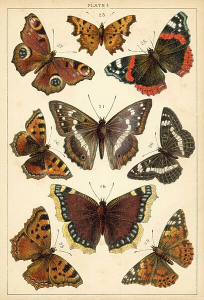 Plate from Our Countrys Butterflies and Moths (chromolitho)