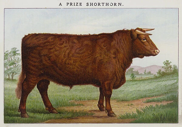 A Prize Shorthorn (chromolitho)