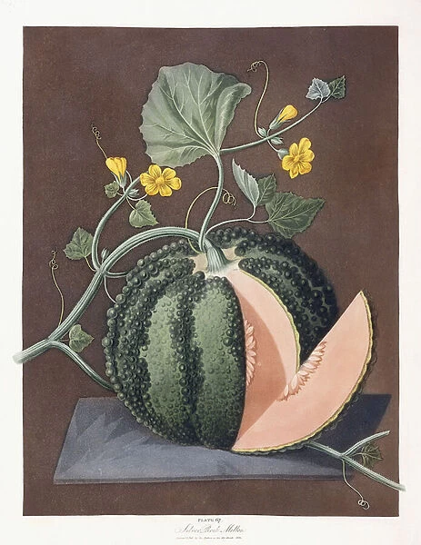 Silver Rock Melon, 1812 (aquatint and stipple-engraving
