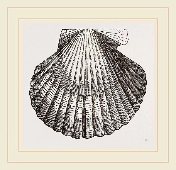 Gibbous Scallop