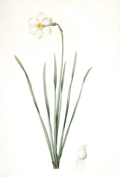 Narcissus radiatus, Narcissus Tazetta; Narcisse radie, Redoute, Pierre Joseph, 1759-1840